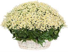 Цветочная композиция из Ромашки в корзине #REPLACE_PRED# Советской Краснодарского края